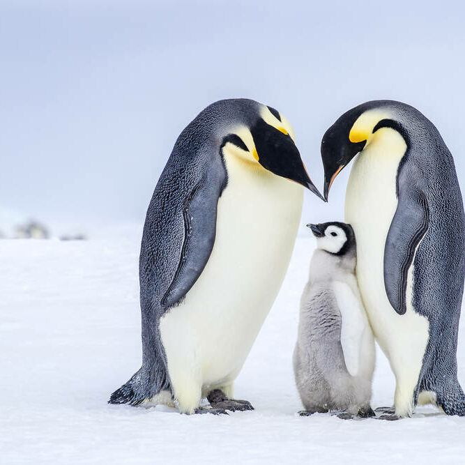 Manchots empereurs - adultes (mâle et femelle) se saluant et poussin près de la colonie.
Antarctique
(Aptenodytes forsteri)
Emperor penguins - adults (male & female) greeting and chick on the ice near colony.
Antarctica