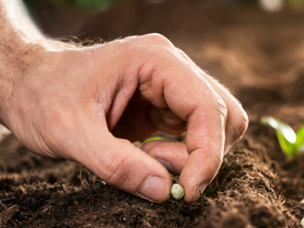 Farmer's Hand Planting Seeds In Soil In Rows